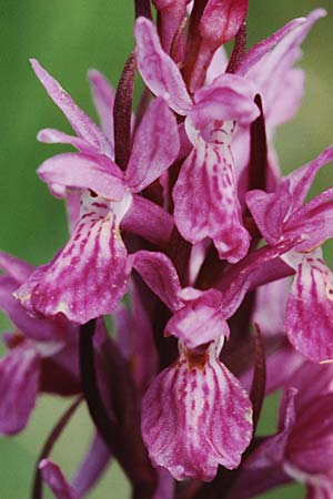 Dactylorhiza brennensis \ Brenne-Fingerwurz, Brenne-Knabenkraut, F  Dept. Indre 2.6.2000 