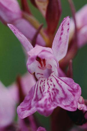 Dactylorhiza brennensis \ Brenne-Fingerwurz, Brenne-Knabenkraut, F  Dept. Indre 2.6.2000 