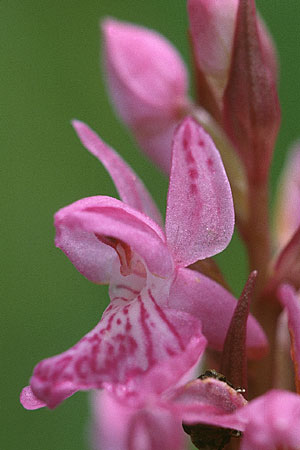 Dactylorhiza brennensis \ Brenne-Fingerwurz, Brenne-Knabenkraut, F  Dept. Indre 2.6.2000 