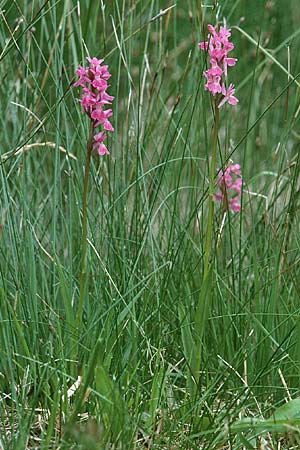 Dactylorhiza brennensis \ Brenne-Fingerwurz, Brenne-Knabenkraut, F  Dept. Indre 2.6.2000 