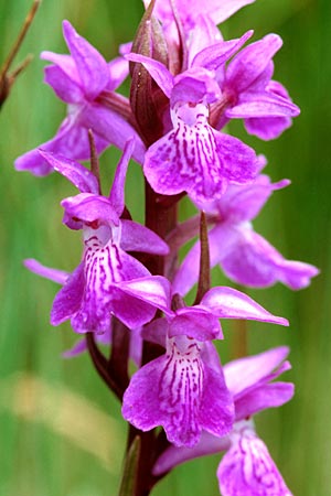 Dactylorhiza brennensis \ Brenne-Fingerwurz, Brenne-Knabenkraut, F  Dept. Indre 2.6.2000 
