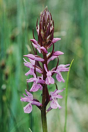 Dactylorhiza brennensis \ Brenne-Fingerwurz, Brenne-Knabenkraut, F  Dept. Indre 2.6.2000 