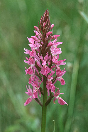 Dactylorhiza brennensis \ Brenne-Fingerwurz, Brenne-Knabenkraut, F  Dept. Indre 2.6.2000 