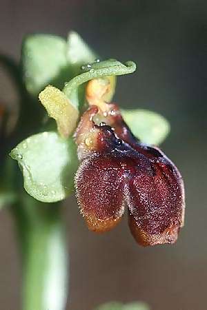Ophrys bombyliflora x lutea, F   Montagne de la Clape 19.4.2003 