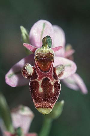 Ophrys corbariensis / Corbires Bee Orchid (?), F  Corbières, Bugarach 3.6.2001 