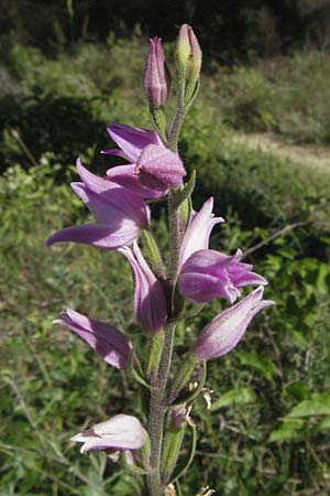 Cephalanthera rubra \ Rotes Waldvögelein, F  Roque d'Antheron 9.6.2006 