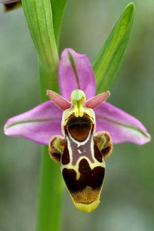 Ophrys corbariensis / Corbires Bee Orchid, F  Corbières, Treilles 1.5.2005 