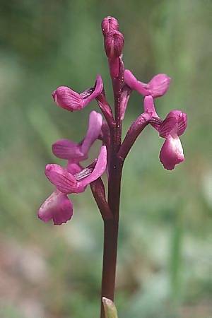 Anacamptis champagneuxii x picta, F   Maures, Pierrefeu 29.3.2003 