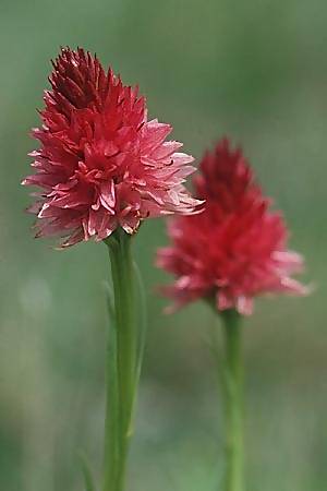 Nigritella corneliana x rhellicani, F   Col de Granon 30.6.2002 