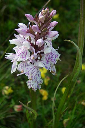 Dactylorhiza maculata / Spotted Orchid, F  Vosges, Grand Ballon 21.6.2008 