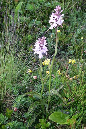 Dactylorhiza maculata / Spotted Orchid, F  Vosges, Grand Ballon 21.6.2008 