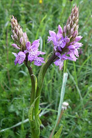 Dactylorhiza maculata / Spotted Orchid, F  Vosges, Grand Ballon 21.6.2008 