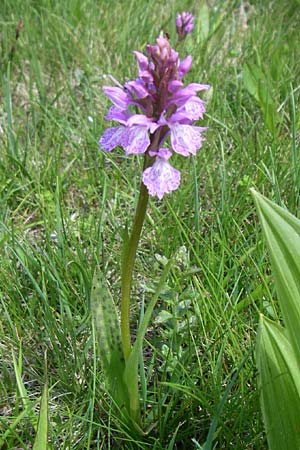 Dactylorhiza maculata / Spotted Orchid, F  Pyrenees, Port d'Envalira 26.6.2008 