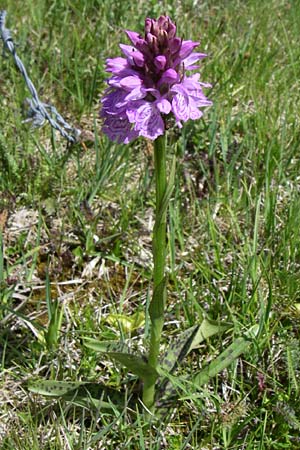 Dactylorhiza maculata / Spotted Orchid, F  Pyrenees, Port d'Envalira 26.6.2008 
