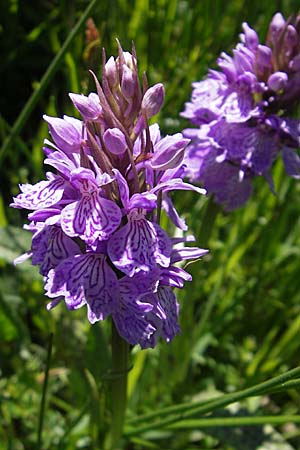 Dactylorhiza maculata / Spotted Orchid, F  Mont Aigoual 29.5.2009 