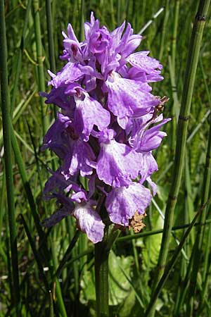 Dactylorhiza maculata / Spotted Orchid, F  Mont Aigoual 29.5.2009 