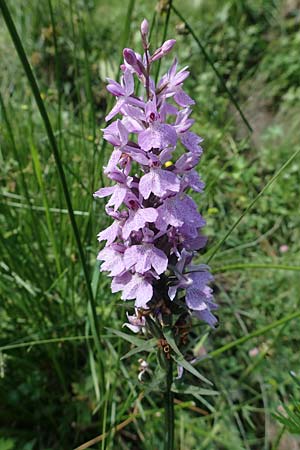 Dactylorhiza maculata / Spotted Orchid, F  Pyrenees, Canigou 24.7.2018 