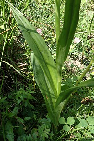 Dactylorhiza maculata / Spotted Orchid, F  Pyrenees, Canigou 24.7.2018 