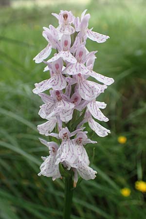 Dactylorhiza maculata / Spotted Orchid, F  Pyrenees, Mont Llaret 31.7.2018 