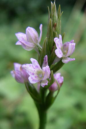 Dactylorhiza savogiensis x Pseudorchis albida, F   Dept. Savoie,Col de Saisies 5.7.2008 