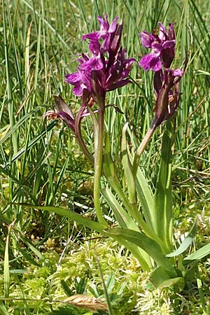 Dactylorhiza parvimajalis \ Kleinfleckige Fingerwurz, Kleinfleckiges Knabenkraut / Small May Orchid, F  Collet de Allevard 9.7.2016 