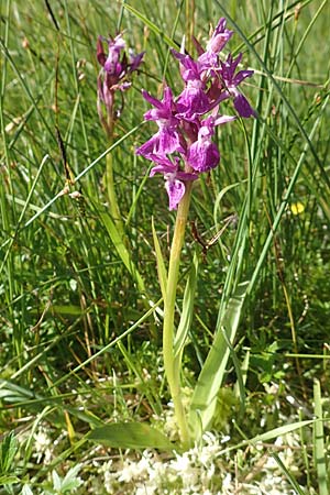 Dactylorhiza parvimajalis \ Kleinfleckige Fingerwurz, Kleinfleckiges Knabenkraut / Small May Orchid, F  Collet de Allevard 9.7.2016 