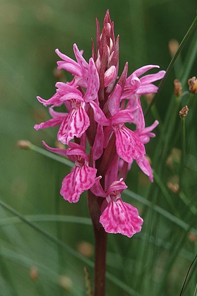 Dactylorhiza savogiensis \ Savoyen-Fingerwurz, Savoyen-Knabenkraut / Savoyan Orchid, F  Chamonix 27.6.1998 