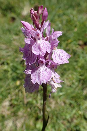 Dactylorhiza maculata / Spotted Orchid, F  Pyrenees, Puigmal 1.8.2018 