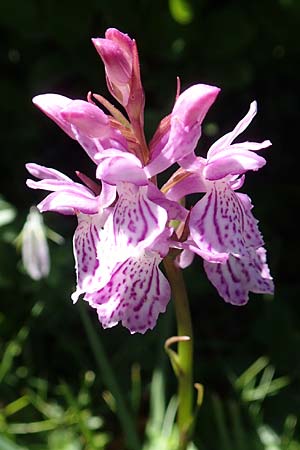 Dactylorhiza savogiensis \ Savoyen-Fingerwurz, Savoyen-Knabenkraut / Savoyan Orchid, F  Pyrenäen/Pyrenees, Mont Louis 3.8.2018 