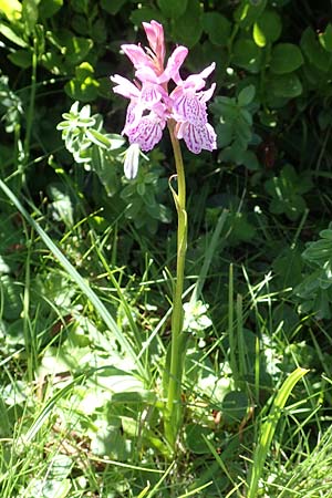 Dactylorhiza savogiensis \ Savoyen-Fingerwurz, Savoyen-Knabenkraut / Savoyan Orchid, F  Pyrenäen/Pyrenees, Mont Louis 3.8.2018 