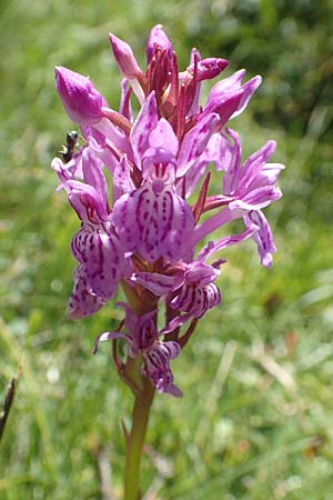 Dactylorhiza savogiensis \ Savoyen-Fingerwurz, Savoyen-Knabenkraut / Savoyan Orchid, F  Pyrenäen/Pyrenees, Mont Louis 3.8.2018 