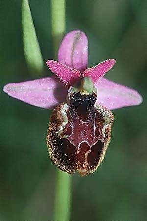 Ophrys drumana x demangei, F   Dept. Drome 20.5.2002 