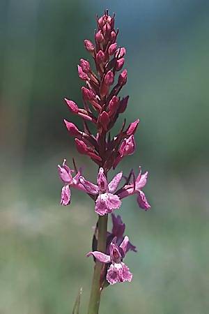 Gymnadenia conopsea s.l. x (Dactylorhiza alpestris x fuchsii), F   Col du Glandon 1.7.2002 