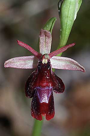 Ophrys drumana x insectifera, F   Dept. Drome 1.5.2001 