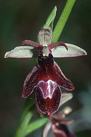 Ophrys drumana x insectifera, F   Dept. Drome 1.5.2001 
