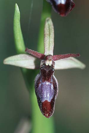 Ophrys drumana x insectifera, F   Dept. Drome 2.5.2005 