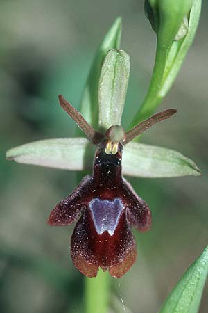 Ophrys drumana x insectifera, F   Dept. Drome 2.5.2005 