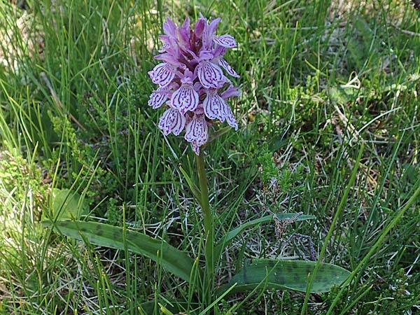 Dactylorhiza savogiensis \ Savoyen-Fingerwurz, Savoyen-Knabenkraut / Savoyan Orchid, F  Pyrenäen/Pyrenees, Mont Louis 3.8.2018 