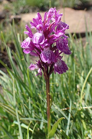 Dactylorhiza savogiensis \ Savoyen-Fingerwurz, Savoyen-Knabenkraut / Savoyan Orchid, F  Pyrenäen/Pyrenees, Mont Louis 3.8.2018 