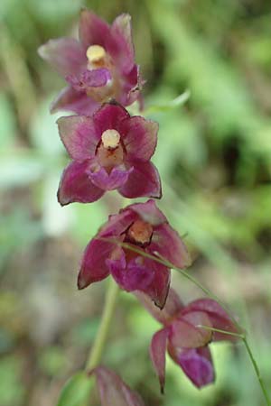 Epipactis atrorubens \ Braunrote Ständelwurz / Dark-red Helleborine, F  Pyrenäen/Pyrenees, Segre - Schlucht / Gorge 2.8.2018 