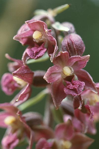 Epipactis atrorubens \ Braunrote Ständelwurz / Dark-red Helleborine, F  Mont Aigoual 29.7.2000 