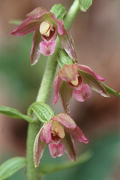 Epipactis placentina \ Piacenza-Ständelwurz / Piacenza Helleborine, F  Allevard 28.6.1998 