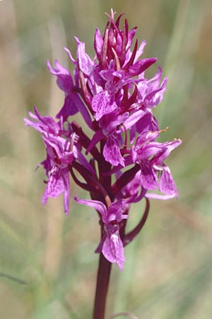 Dactylorhiza traunsteineri subsp. vosagiaca \ Wasgau-Fingerwurz, Wasgau-Knabenkraut / Wasgau Marsh Orchid, F  Sturzelbronn 21.6.1998 