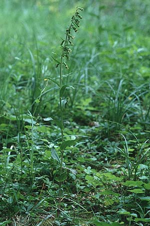 Epipactis bugacensis \ Rhone-Ständelwurz / Rhone Helleborine, F  Lyon 15.7.1995 