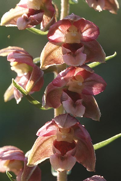 Epipactis tremolsii \ Tremols' Ständelwurz, F  Rochefort-en-Valdaine 30.6.1998 