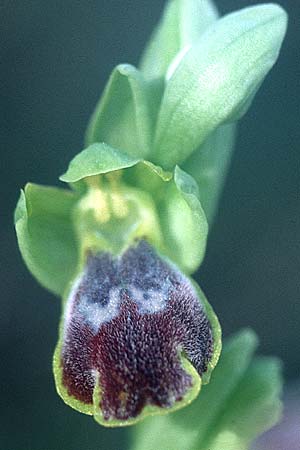 Ophrys delforgei / Delforge's Ophrys, F  Martigues 11.3.2001 