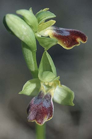 Ophrys delforgei / Delforge's Ophrys, F  Martigues 11.3.2001 
