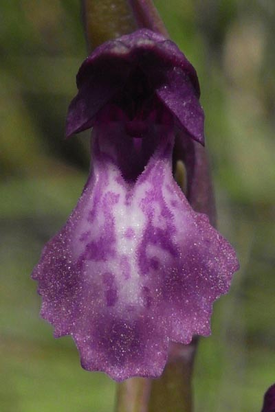 Anacamptis coriophora subsp. fragrans x palustris, F   Béziers 7.6.2009 (Photo: Helmut Presser)