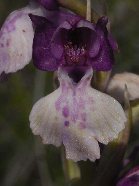 Anacamptis coriophora subsp. fragrans x palustris, F   Béziers 7.6.2009 (Photo: Helmut Presser)