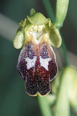 Ophrys delforgei x forestieri, F   Dept. Var, Flayosc 12.4.2004 
